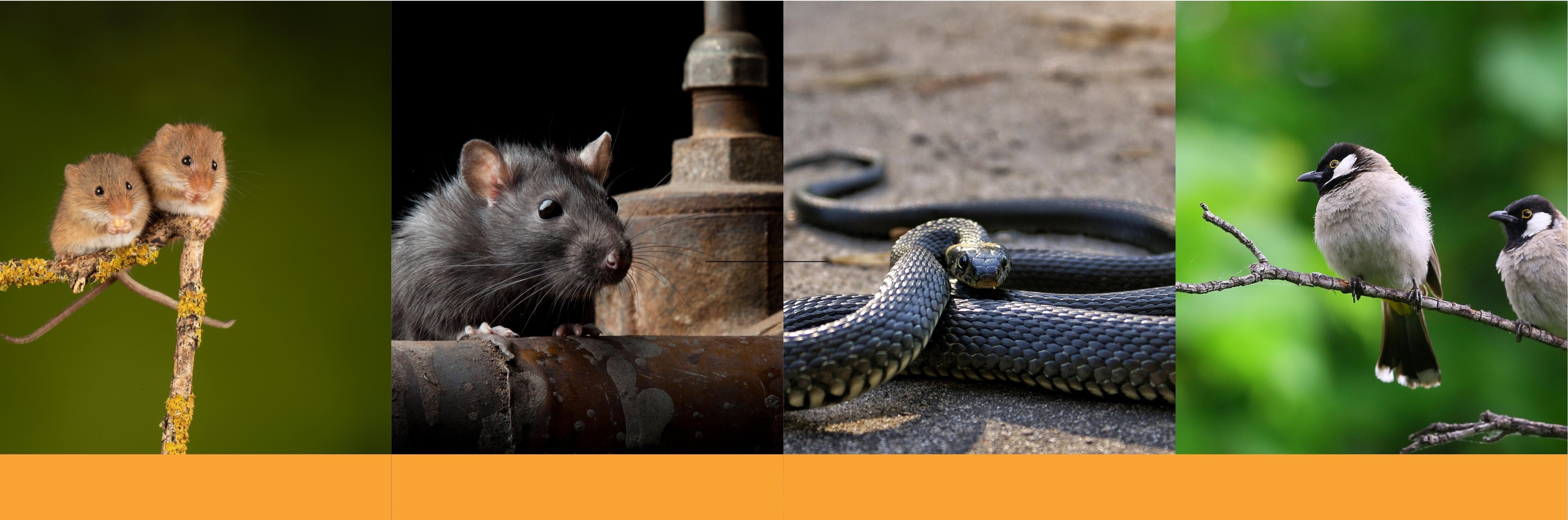 bRodents, Birds & Snakes